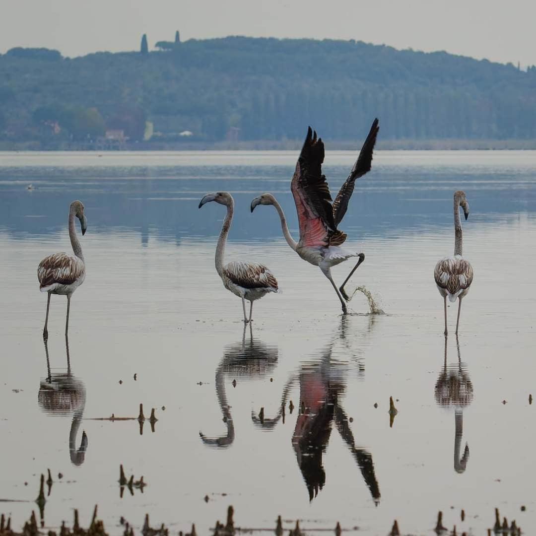 Chalet Sul Trasimeno Sant'Arcangelo  Bagian luar foto